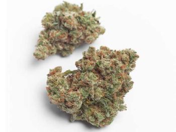 Haute Health Mendo Breath 8 Dollar Grams Cannabis Flowers