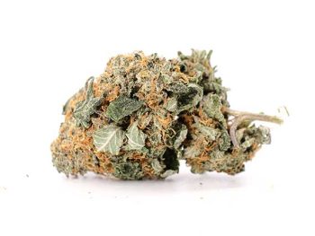 Haute Health Mimosa Sativa Dominant Hybrid