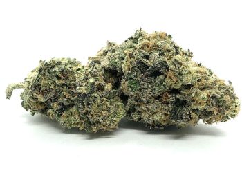 Mazar - Indica Dominant Hybrid