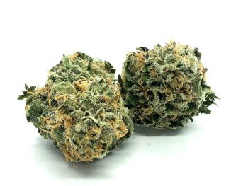 Testa Rossa - Indica Dominant Hybrid