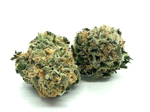 Testa Rossa - Indica Dominant Hybrid