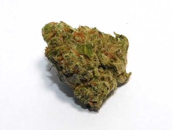 Crescendo - Indica Dominant Hybrid