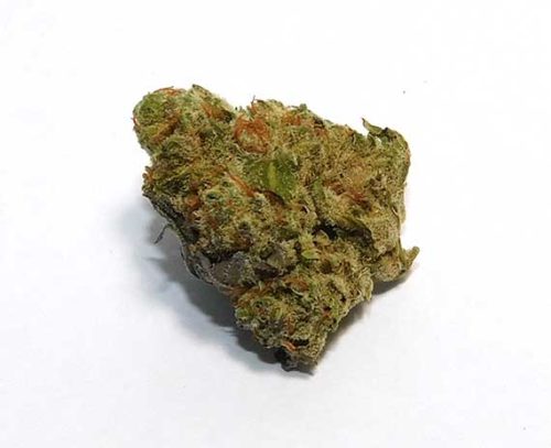 Crescendo - Indica Dominant Hybrid